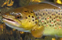 Brown Trout Fishing Techniques